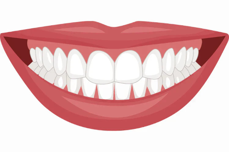 An Illustration of a class I bite