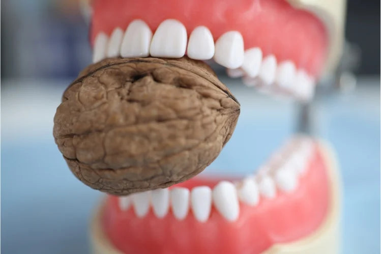 Human teeth model holding a walnut with anterior teeth